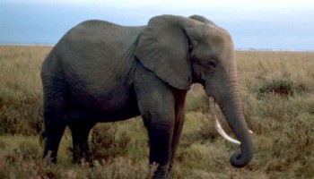 Europe Sets Prison Terms for Wildlife Trafficking