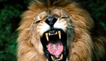 European Parliament Passes Measures to Combat Illicit Wildlife Trafficking