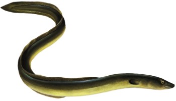 Bulgaria: Customs Officers Catch Two Million Eels