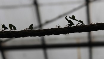 UNODC: ‘Ant Trafficking’ of Arms From US to Mexico
