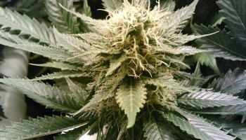 Turkey: Vessel Carrying 13 Tons of Marijuana Stopped