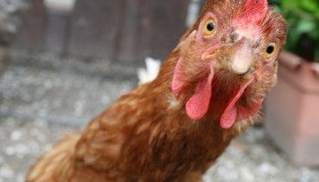Romania: MP Bribed Voters With 60 Tons of Chicken