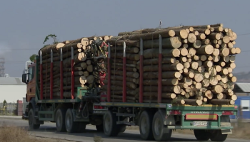 Major Retailer Drops Austrian Timber Giant Exposed in OCCRP Investigation