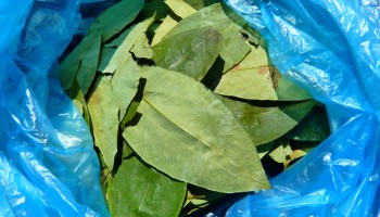 Colombia:  Coca, Clashes Climb Ahead of Expected Peace Deal 