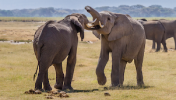 US: New Rule Enacts Near-Total Ban on Commercial African Ivory 