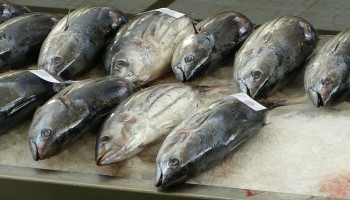 Credit Suisse in US Crosshairs Over Tuna Bonds Case