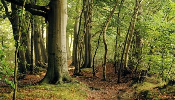 Romania: Another Case of Fraud Involving Forest Restitution