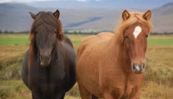 EU: Crackdown on Illegal Horsemeat Trafficking Group