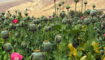 US: Report Says Bolivia, Burma, Venezuela Failing in Illicit Drugs Fight