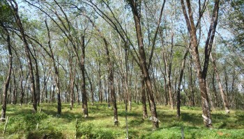 Long After Investigations, A Platform For Sustainable Rubber