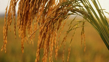 Philippines: Authorities To Re-Open Rice Smuggling Investigation 
