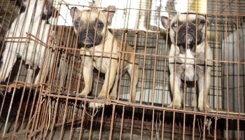 The Canine Connection: Europe’s Illegal Dog Trade
