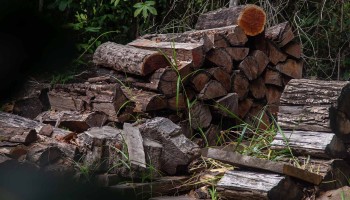 Criminal Gangs are Logging the World’s Last Brazilwood Trees to Make Violin Bows