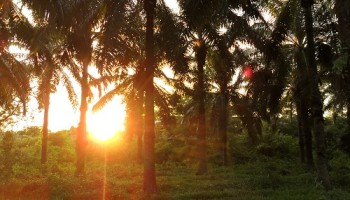 Honduras: Subsistence Farmers Pay Price for Lower Carbon Footprint