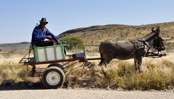 Investigation: Criminality Thrives in Botswana’s Donkey Skin Trade