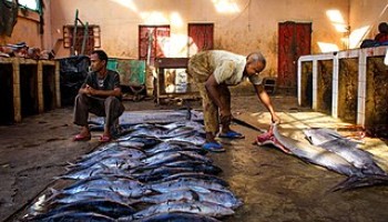 Report: With Piracy Receded, Illegal Fishing Returns to Somalian Waters