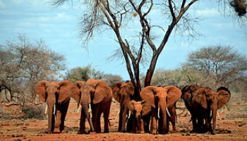 Report: To End Illegal Wildlife Trafficking, Follow The Money
