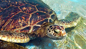 Ghanaian Football Club Fights Turtle Poachers