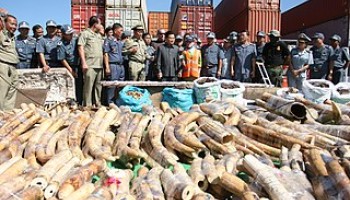 NGO Offers Checklist for Recognizing Illegal Wildlife Trafficking Posts