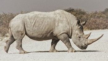 NGO: Poverty Fuels South African Wildlife Crimes 
