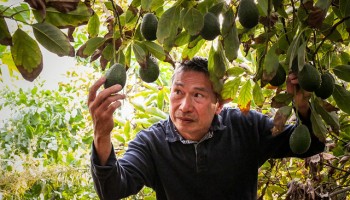 Mexican Farmers: 48 Tons of Avocados Lost to Gangs Every Day