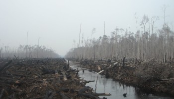 Interpol: Illegal Timber Industry Endangers Both Humans and Wildlife