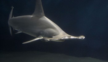 China wants to Fight with Ecuador Against Sea Wildlife Trafficking 
