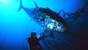 Something Fishy: European Police Nab 79 Tuna Traffickers