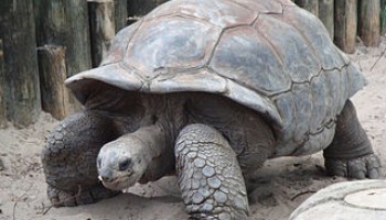 Europol: Spanish Police Bust Tortoise Traffickers