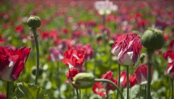 Afghanistan’s Booming Poppy Harvest Feared to Boost Taliban Militancy