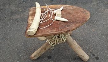 African Elephants Critically Endangered Due to Illegal Ivory Trade