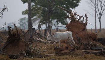 Brazilian Banks Will Not Finance Meat Producers Linked to Deforestation