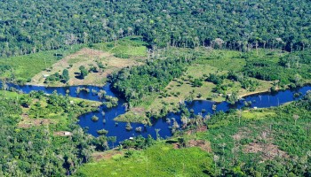 Report: Massive Destruction of Tropical and Boreal Forests in 2021