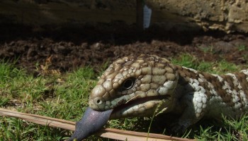 Australia Arrests 4; Rescues Hundreds of Native Lizards Bound for Hong Kong