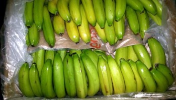 Bosnian Police Seize Cocaine Concealed in Bananas