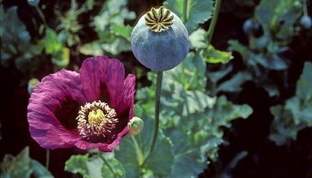 UN: Myanmar Is Now World’s No1 Opium Producer