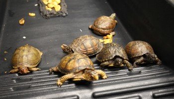 NGO Urges Chinese Online Platforms to Help Fight Illegal Wildlife Trade