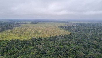 Brazil Arrests Those Linked to Deforesting 598 Hectares of Amazon Rainforest