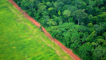 Report Links Deforestation in Brazil to 3 Central Banks