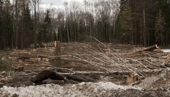 Greenpeace: Brazil Enabling Illegal Logging