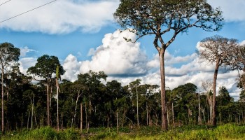 Brazil Sentences Three Companies for ‘Timber Laundering’