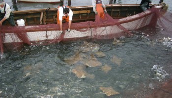 U.S. Bans Mexican Fishing Vessels from Ports in the Gulf of Mexico