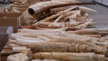 Thailand Seized Elephant Tusks Worth US$ Half a Million