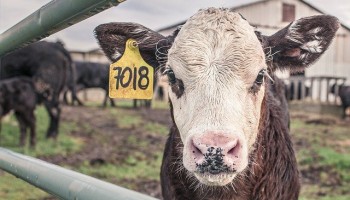 The USDA Wants to “Beef Up” Competition in American Meat Markets