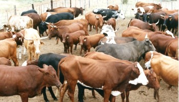 Brazil Sentences Crime Boss for Mass Cattle Theft