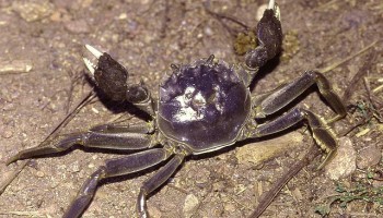 Hong Kong Customs Seizes Over 5 Tonnes of Chinese Hairy Crab