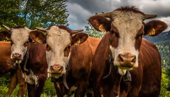 U.S. Rancher Sentenced to 11 Years for $244 Million “Ghost Cattle” Scam