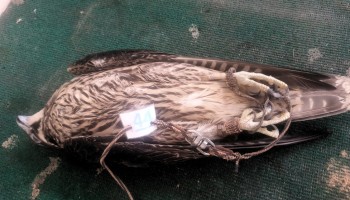 Pakistan: Seized from Traffickers, 70 Rare Falcons Die in Government Captivity