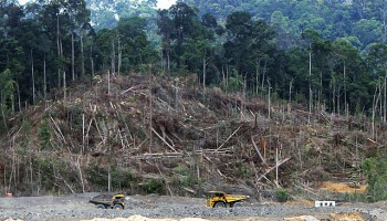NGO's Fear EU Weakening Illegal Logging Regulations