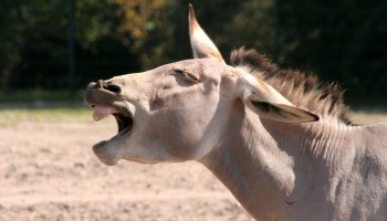 Donkey Hides are Big Business on Social Media